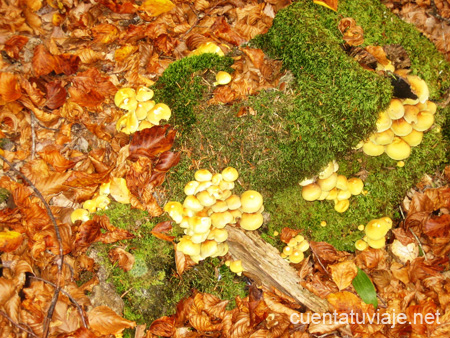 Setas en los Bosques Navarros